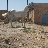 اسب نریان|اسب و تجهیزات اسبسواری|خمین, |دیوار