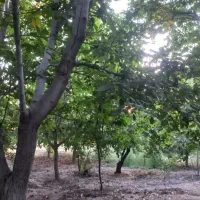 باغ600متری|فروش زمین و ملک کلنگی|قم, قلعه کامکار|دیوار