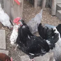 جوجه(برهماوگلین وکوشین وآیسبارو)جمعه وشنبه ویکشنبه
