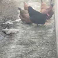 پنج عدد مرغ محلی تخم گذار