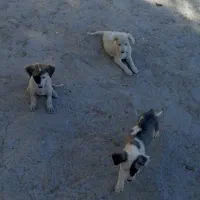 سگ پاکوتاه|سگ|شیروان (خراسان), |دیوار