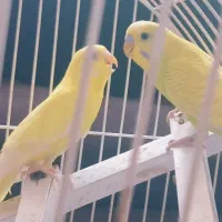 یک جفت مرغ عشق خوش رنگ