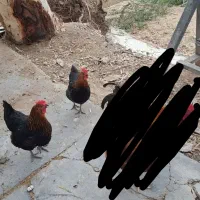 فروش ۳مرغ تخم گذار