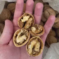 گردو تازه امسال با پوست نازک