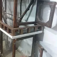 دونبال یه قفس چوبی هستم