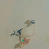 کبوتر|پرنده|نیمروز, |دیوار