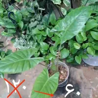آگلونما هندوانه ای همه جا ۳۵۰ قیمتشه ما میدیم ۱۰۰|گل و گیاه طبیعی|اصفهان, باغ فدک|دیوار