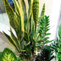 فروش انواع گل های آپارتمانی|گل و گیاه طبیعی|برازجان, |دیوار