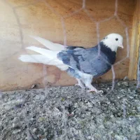 کبوتر پرشی|پرنده|سمنان, |دیوار