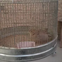 سهره خاکی|پرنده|بلداجی, |دیوار