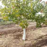 کود گیاهی ارگانیک