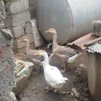 غاز محلی وزن بالا جوان