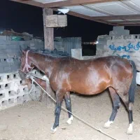 اسب عرب|اسب و تجهیزات اسب‌سواری|امیدیه, |دیوار