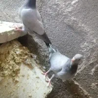کبوتر بی خط