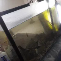 اکواریوم