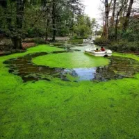 زمین 257 متری لاکچری سراوان گیلان ویو جنگل و مرداب