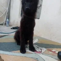 سگ ژرمن بلک