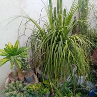 فروش گل طبیعی