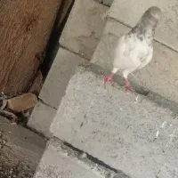 کفتر|پرنده|میناب, |دیوار