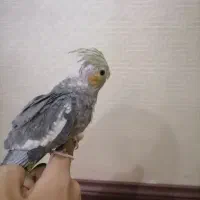 4 عدد جوجه عروس هلندی|پرنده|مشهد, کوشش|دیوار