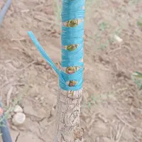 پیوندزنی|خدمات باغبانی و درختکاری|فردوس (کرمان), |دیوار