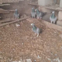 کوبوتر|پرنده|اردبیل, |دیوار