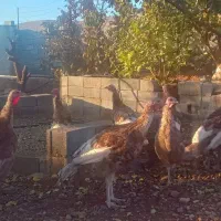 بوقلمون بوربون|حیوانات مزرعه|هرسین, |دیوار