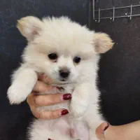 سگ فنجانی|سگ|کرمانشاه, |دیوار