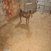 دوعدد بزنر|حیوانات مزرعه|بندر ماهشهر, |دیوار