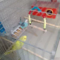 یک جفت مرغ عشق