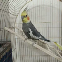 یک جفت عروس هلندی