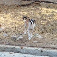 توله نر خراسانی|سگ|آشخانه, |دیوار