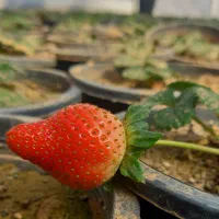 بوته توت فرنگی  خاص قیمت ویژه ۱۱۵ هزار تومان