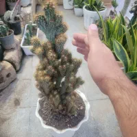 کاکتوس صخره ای