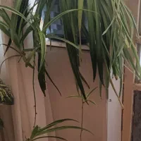 گل طبیعی|گل و گیاه طبیعی|نیشابور, شهرک رسولی|دیوار