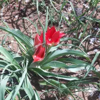 هرس درختان میوه