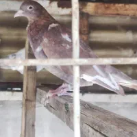 کفتردهاتی انگلیسی پاکستانی|پرنده|تهران, اسکندری|دیوار