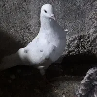 کبوتر نقطه ای