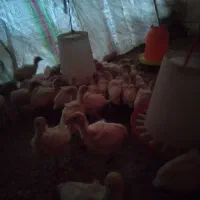 جوجه بوقلمون بیوتی