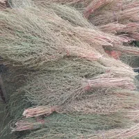 جارو محلی