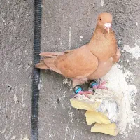کفتر