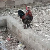 قیمت 2میلیون