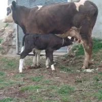 گاو سمینتال شیری شکم دوم با گوساله سمینتال