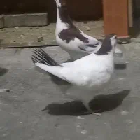 کفتر نر