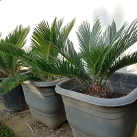 سیکاس|گل و گیاه طبیعی|رامسر, |دیوار