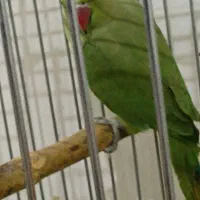 طوطی ملنگو|پرنده|تهران, امیریه|دیوار