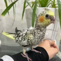 عروس هلندی (گل باقالی)