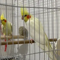 طوطی عروس لوتینو مولد|پرنده|قائم‌شهر, |دیوار