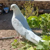 کفترتهرانی سفید|پرنده|شال, |دیوار