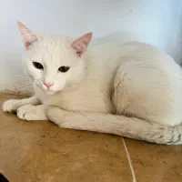 واگذاری گربه ترکیش